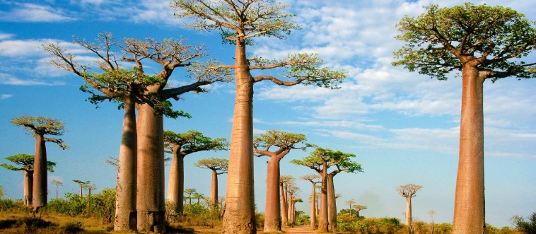Only 1% of People Can Name Every Country by Its “National Plant/Animal”!