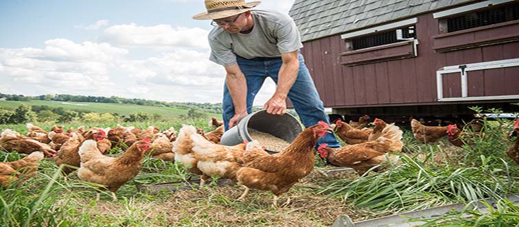What’s the deal with “Don’t count your chickens before they hatch”?