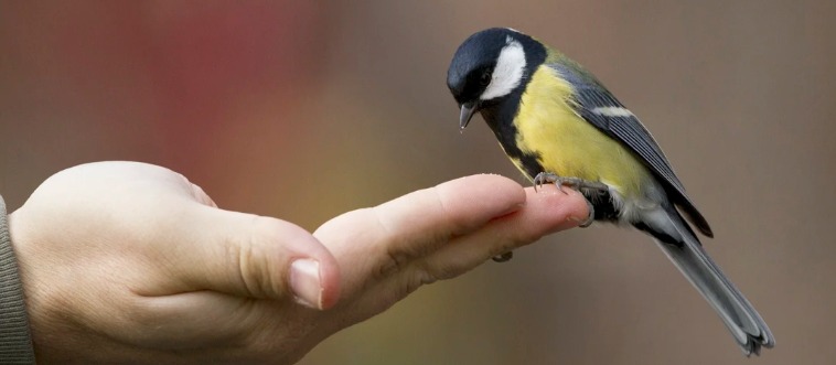 Finish this classic proverb: One bird in your grasp is worth two in the ___.