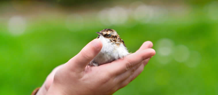 "A bird in the hand is worth two in the _____."